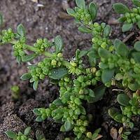治疝草属