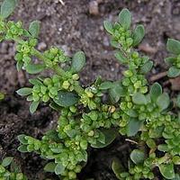 治疝草