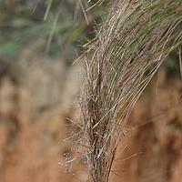 黄茅