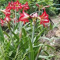 花朱顶红