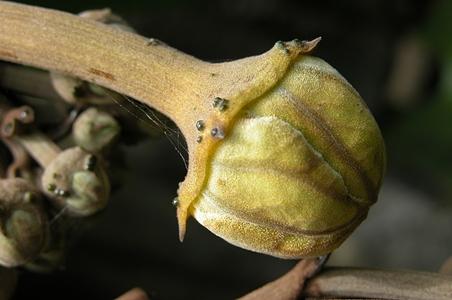 油渣果属