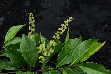 显脉天料木