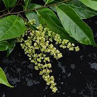 显脉天料木