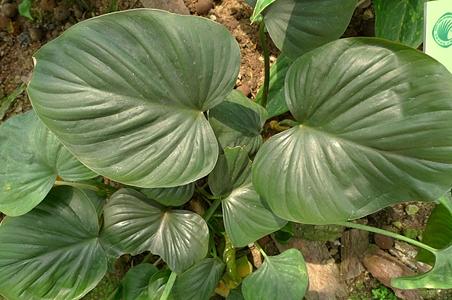 千年健 - 图片/介绍/花期/花语/知识 - 千草植物