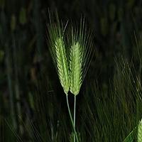 大麦