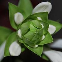 玉簪
