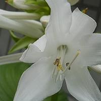 玉簪