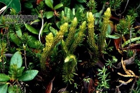 东北石杉 - 图片/介绍/花期/花语/知识 - 千草植物