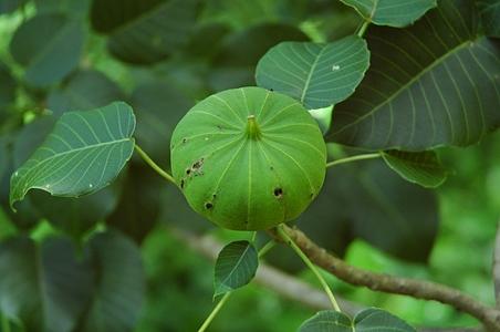 响盒子 - 图片/介绍/花期/花语/知识 - 千草植物