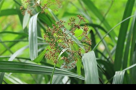 割鸡芒属 - 图片/介绍/花期/花语/知识 - 千草植物