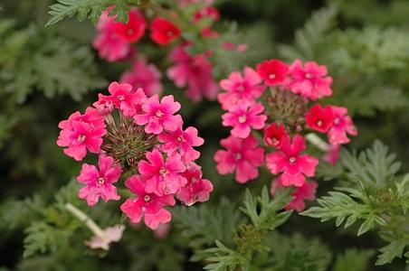 马鞭草科