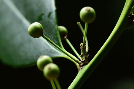 龙陵冬青