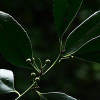 龙陵冬青