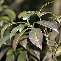 厚叶冬青