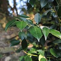 厚叶冬青