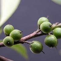 纤花冬青