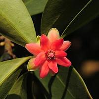 红毒茴