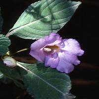 神父凤仙花