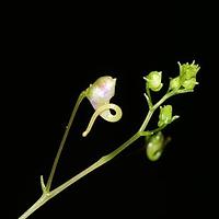 白汉洛凤仙花