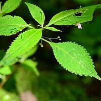 白汉洛凤仙花