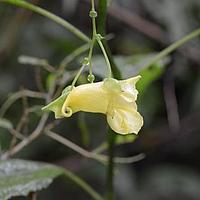 贝苞凤仙花