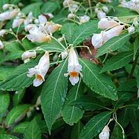 管茎凤仙花