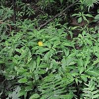 管茎凤仙花