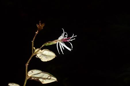 腋花兔儿风