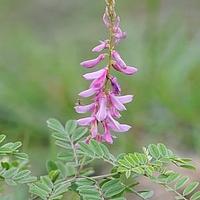 绢毛木蓝