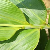 广东箬竹 - 图片/介绍/花期/花语/知识 - 千草植物