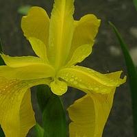 黄菖蒲