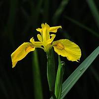 黄菖蒲