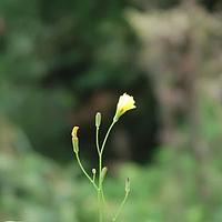 小苦荬