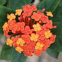 龙船花