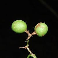 白花龙船花
