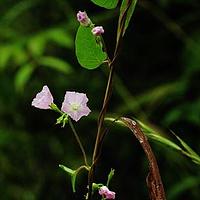小牵牛