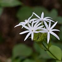 厚叶素馨