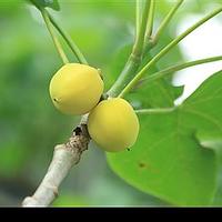 麻风树