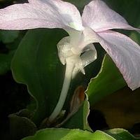 山柰