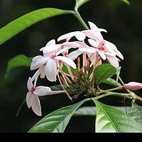 红花蕊木