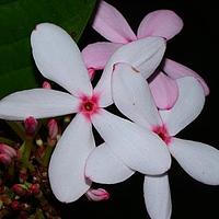 红花蕊木
