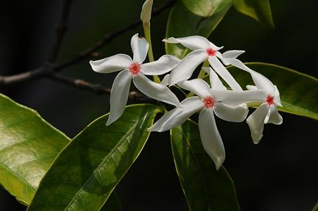 海南蕊木 - 图片/介绍/花期/花语/知识 - 千草植物