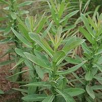 六棱菊
