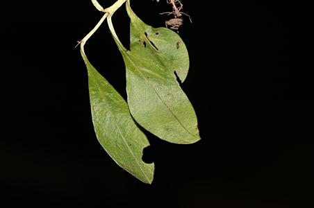 粗毛肉果草