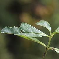 粗毛肉果草