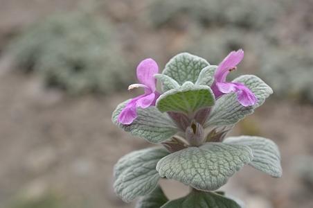 菱葉元寶草屬