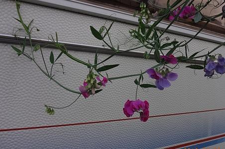 香豌豆