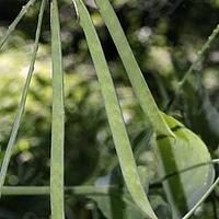 香豌豆