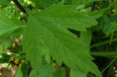 大花益母草