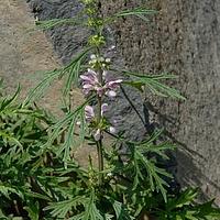 细叶益母草